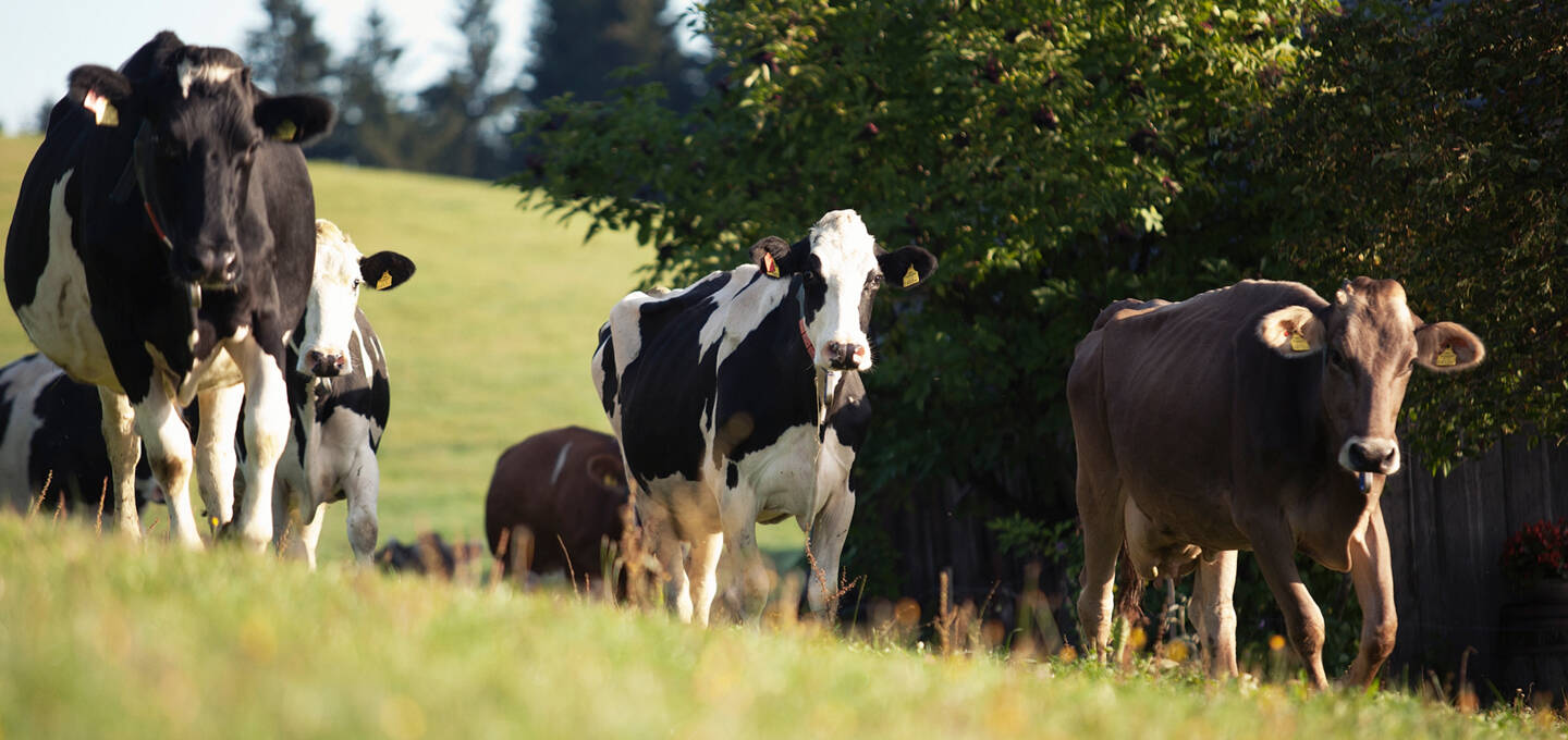 Kühe, Vorarlberg Milch