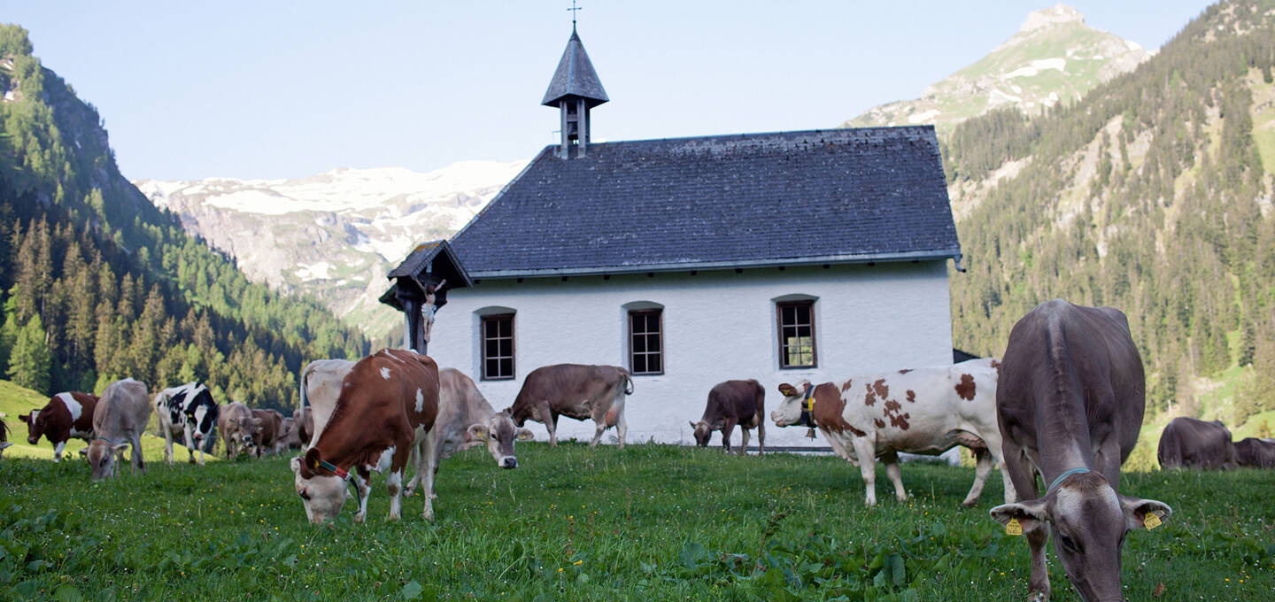 Kühe2, Vorarlberg Milch