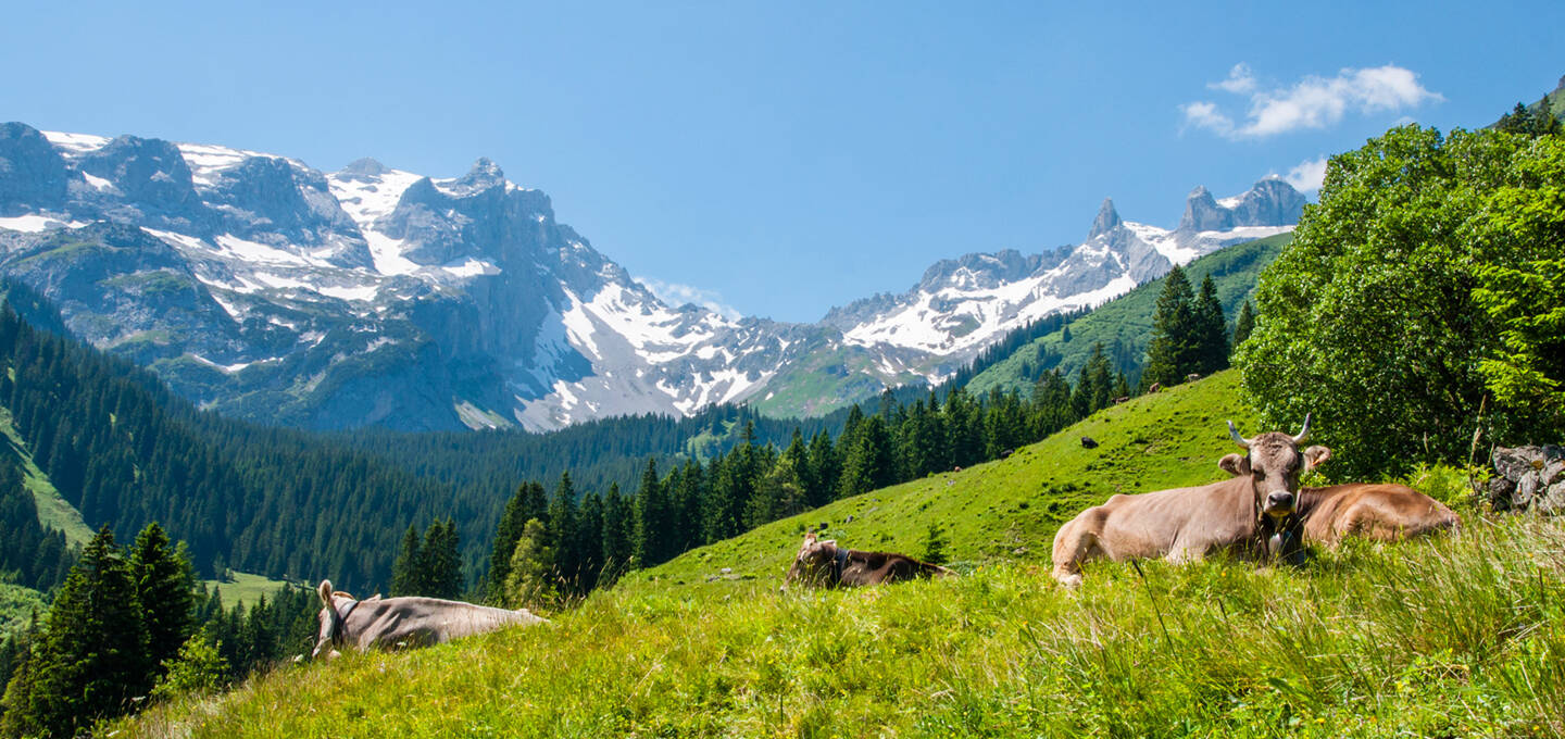 Montafon, Vorarlberg Milch