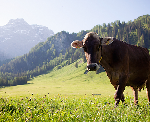 Kühe auf Wiese, Vorarlberg Milch Kühe auf Wiese, Vorarlberg Milch