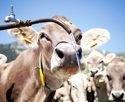 Kuh, Vorarlberg Milch